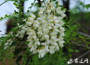 槐花和角瓜能一起吃吗,槐花与角瓜的食用搭配探讨