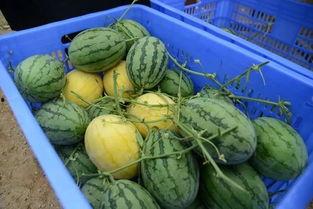 吃瓜群从哪里买,吃瓜群热门购物渠道大起底