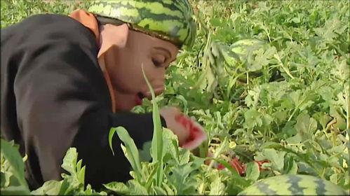 西游记吃瓜,一场味蕾与仙法的奇幻之旅