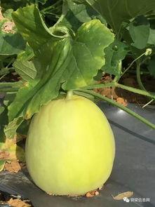 吃梨瓜啦,探寻夏日清凉美食之旅