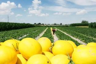 喜欢吃蜜瓜,探寻甜蜜诱惑的秘密之旅