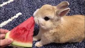 会吃瓜的兔子