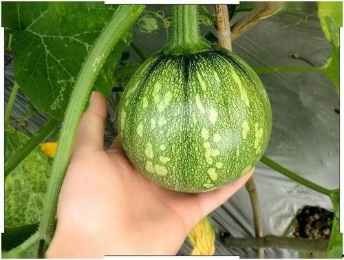 做梦吃小瓜,小瓜美食之旅