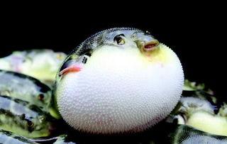 瓜州吃河豚,舌尖上的鲜美诱惑