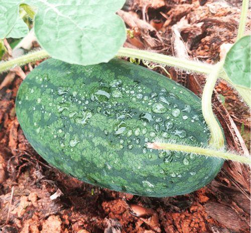 莆田有什么吃瓜事件,揭秘当地独特美食传奇